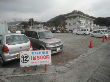 駐 車場 桜 河津